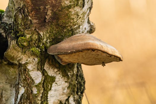 Ganoderma resinaceum