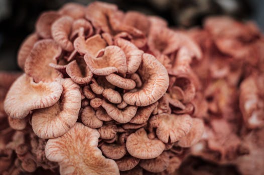 Rosa Austernseitling