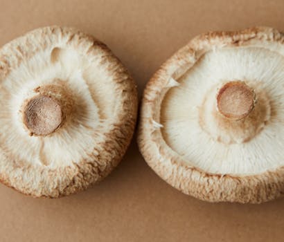 Shiitake Pilze